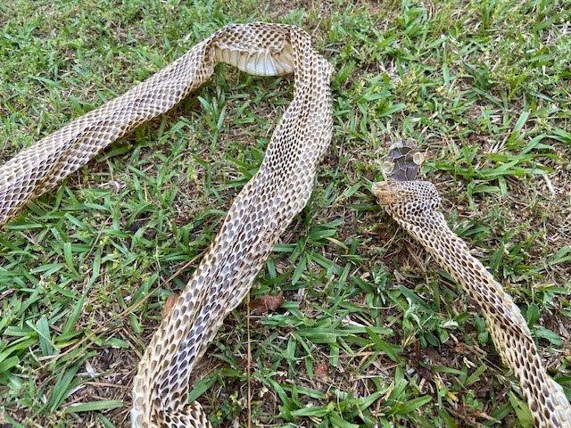 Providence snake skin