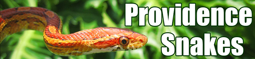 Providence snake